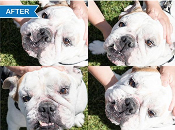 Squishface Wrinkle Paste - Cleans Wrinkles, Tear Stains and Tail Pockets - 2 Oz, Anti-Itch, Great for Bulldogs, Pugs and Frenchies