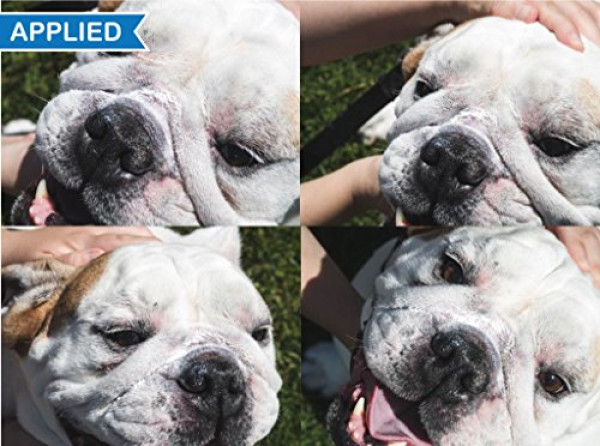 Squishface Wrinkle Paste - Cleans Wrinkles, Tear Stains and Tail Pockets - 2 Oz, Anti-Itch, Great for Bulldogs, Pugs and Frenchies