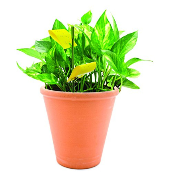 Safer Brand House Plant Sticky Stakes 7 traps - 12 pack