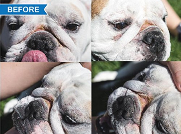 Squishface Wrinkle Paste - Cleans Wrinkles, Tear Stains and Tail Pockets - 2 Oz, Anti-Itch, Great for Bulldogs, Pugs and Frenchies